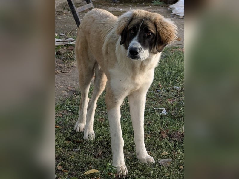 Ley, geb. ca. 12/2024, lebt in GRIECHENLAND, auf einer privaten Pflegestelle