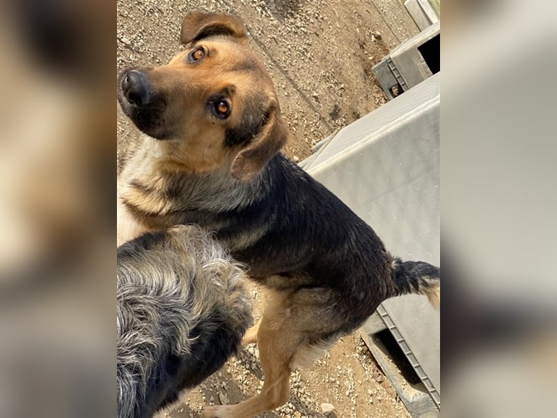 Yassin, geb. ca. 06/2020, lebt in GRIECHENLAND, im städt. Tierheim Serres