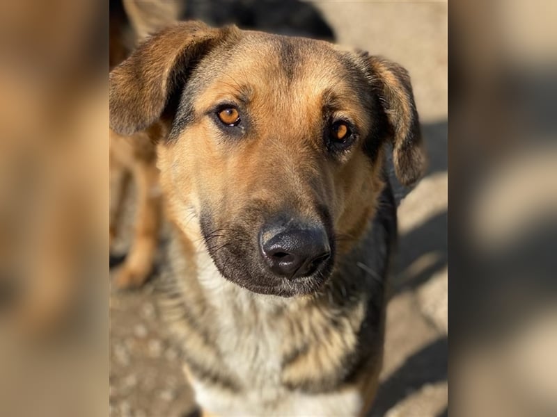 Yassin, geb. ca. 06/2020, lebt in GRIECHENLAND, im städt. Tierheim Serres