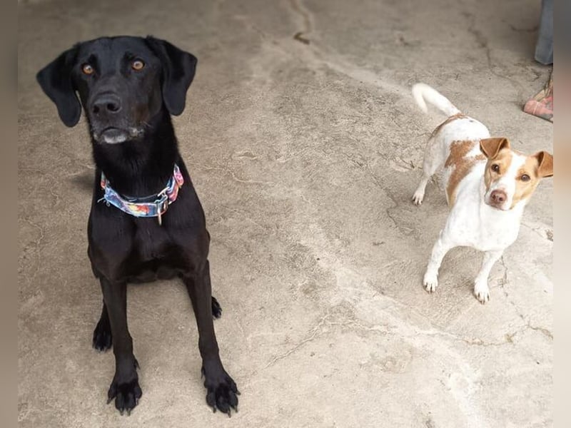 Mila (Spanien) – liebevolle Hundedame mit großem Herzen sucht ihr Zuhause