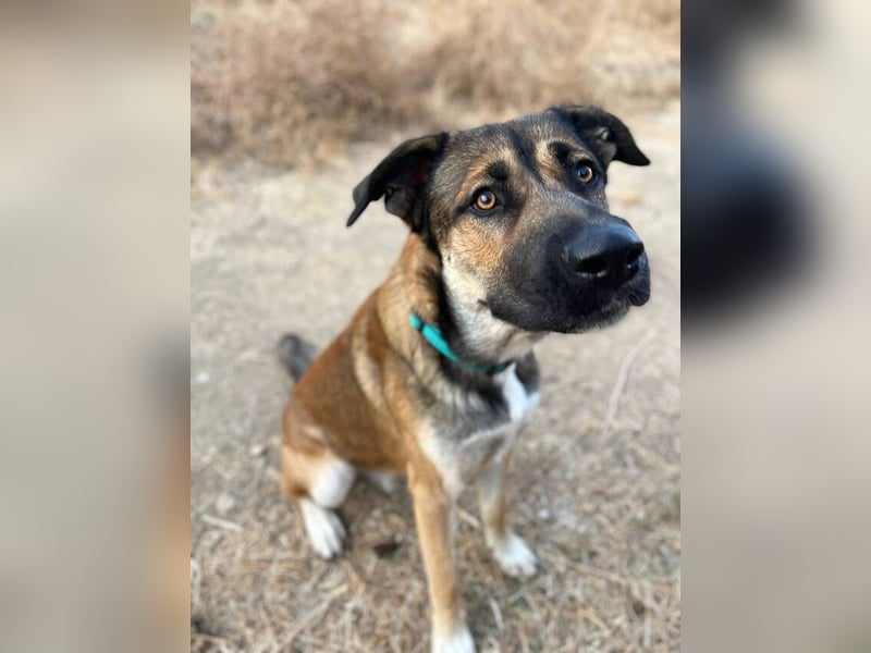 Gio (Spanien) – sanfter, loyaler Gefährte mit tollem Charakter