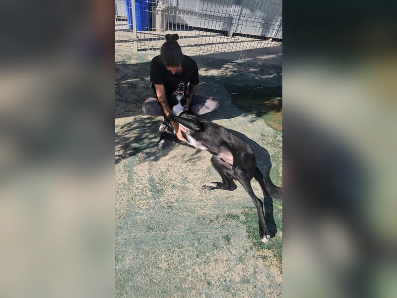 Luffy (Spanien) – ein sanfter Riese sucht sein Stück Vertrauen und Geborgenheit