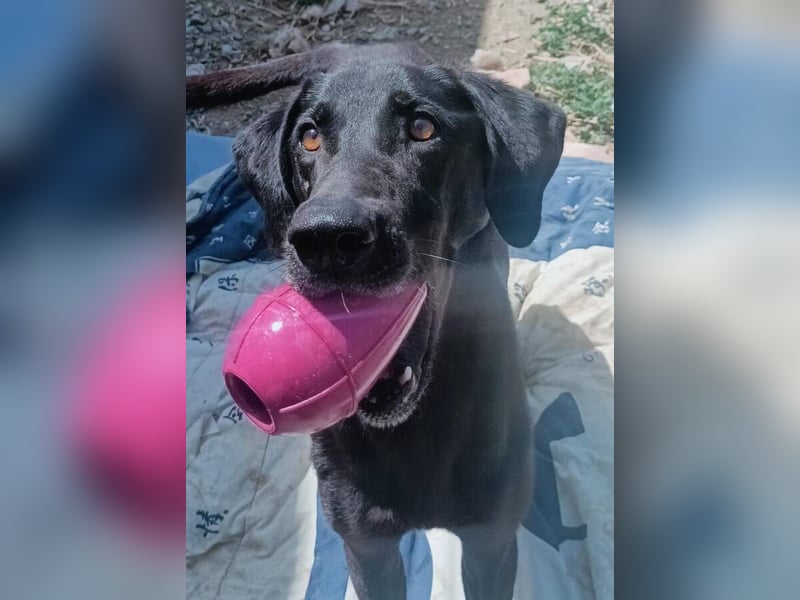 Mila (Spanien) – liebevolle Hundedame mit großem Herzen sucht ihr Zuhause