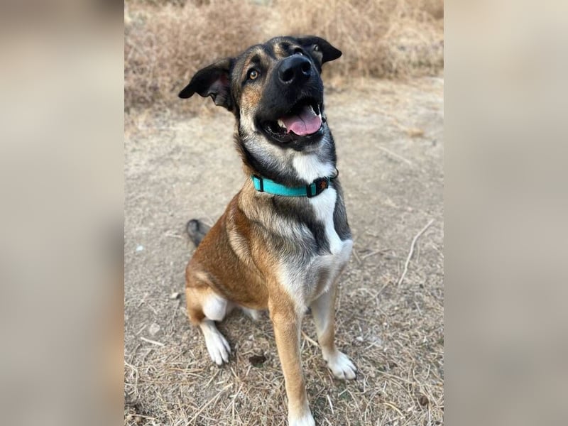 Gio (Spanien) – sanfter, loyaler Gefährte mit tollem Charakter