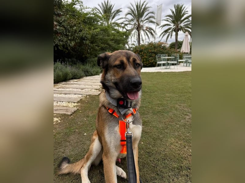 Gio (Spanien) – sanfter, loyaler Gefährte mit tollem Charakter