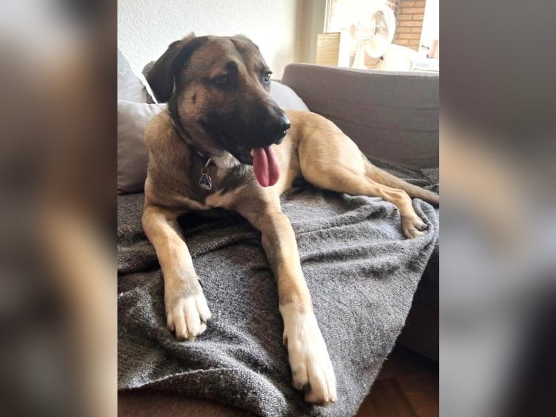Anhänglicher junger Riese MYCROFT auf PS in PLZ 40591