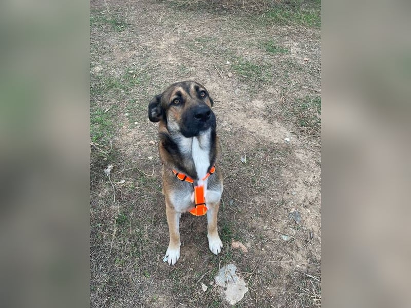 Gio (Spanien) – sanfter, loyaler Gefährte mit tollem Charakter