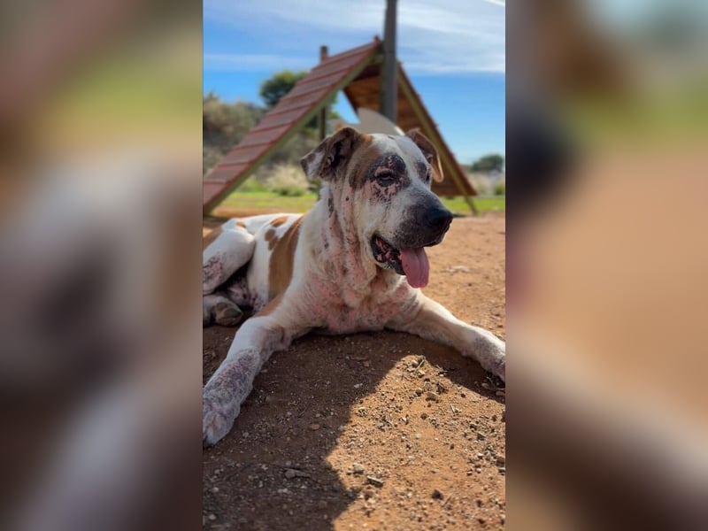 Ace (Spanien) – ein tapferer Kämpfer mit einem Herzen aus Gold