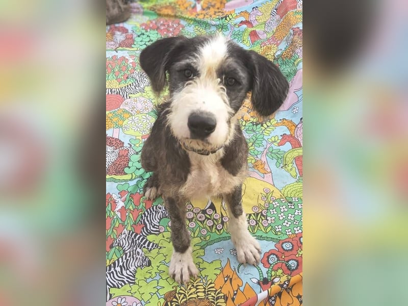 Maxi Junior (Spanien) – aktiver Junghund sucht geduldige, sportliche Familie