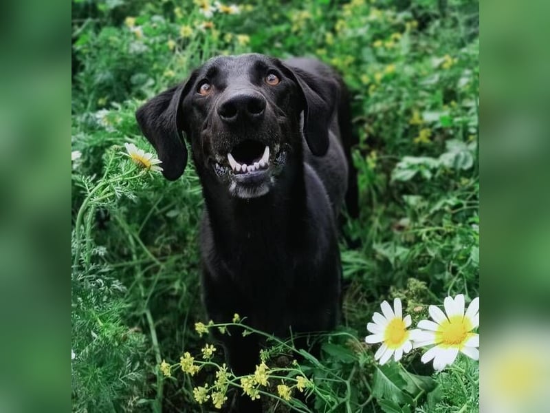 Mila (Spanien) – liebevolle Hundedame mit großem Herzen sucht ihr Zuhause