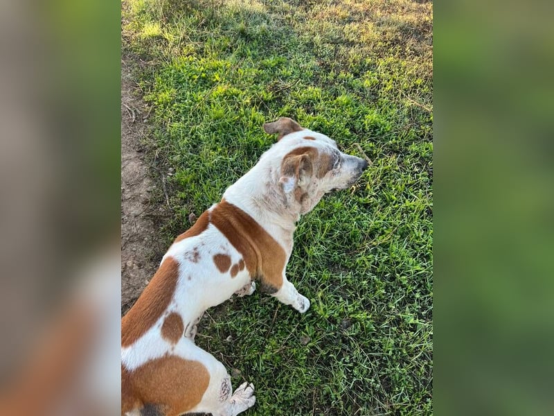 Ace (Spanien) – ein tapferer Kämpfer mit einem Herzen aus Gold