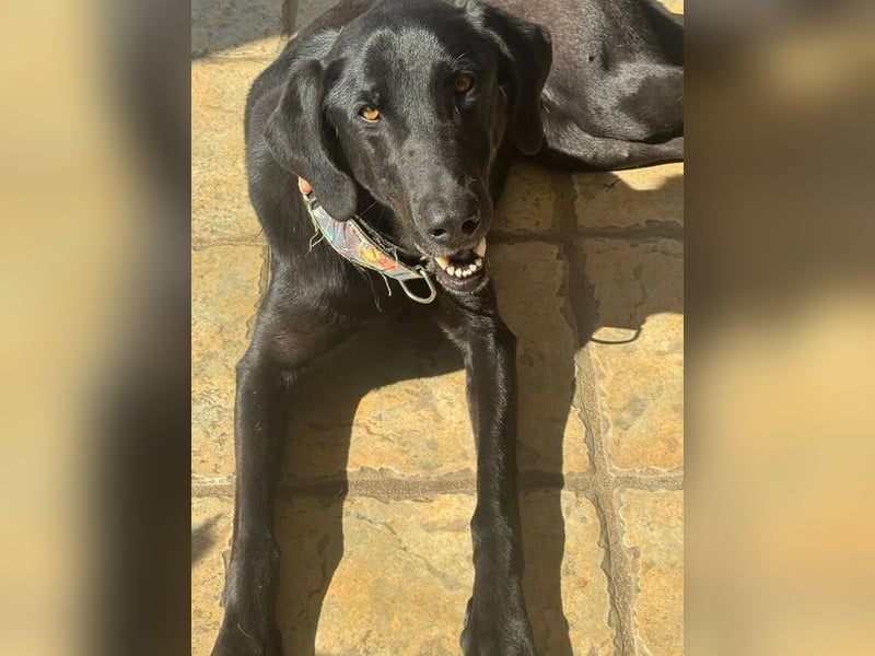 Mila (Spanien) – liebevolle Hundedame mit großem Herzen sucht ihr Zuhause