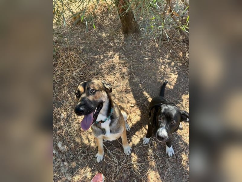 Gio (Spanien) – sanfter, loyaler Gefährte mit tollem Charakter