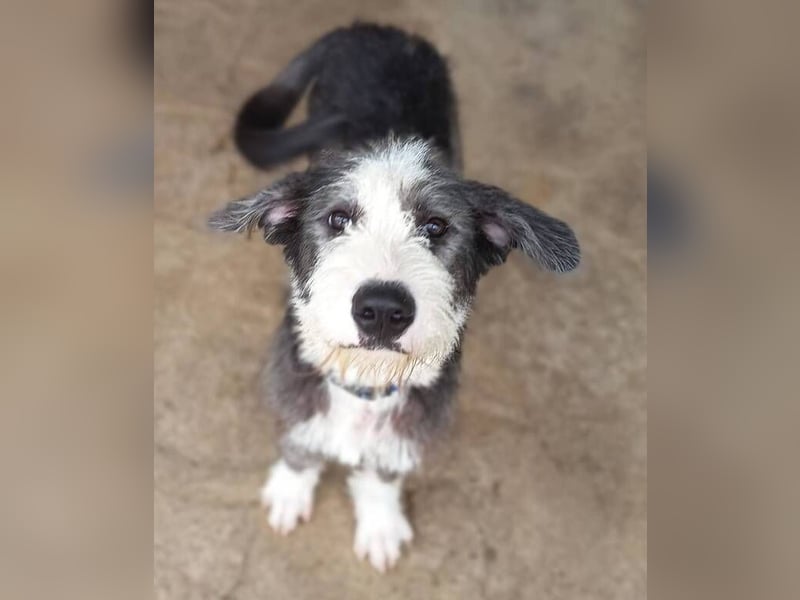 Maxi Junior (Spanien) – aktiver Junghund sucht geduldige, sportliche Familie