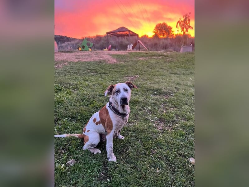 Ace (Spanien) – ein tapferer Kämpfer mit einem Herzen aus Gold