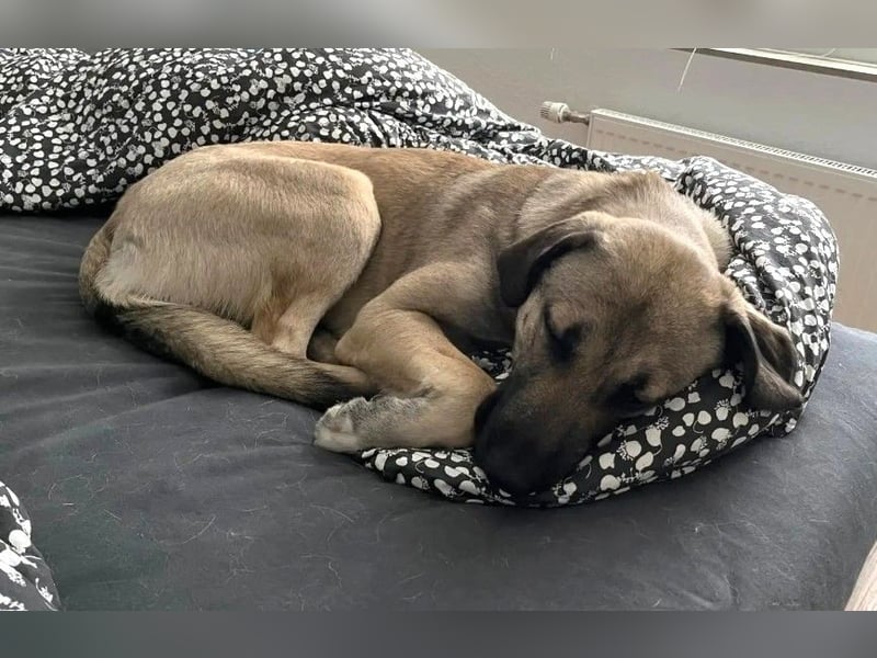 Anhänglicher junger Riese MYCROFT auf PS in PLZ 40591