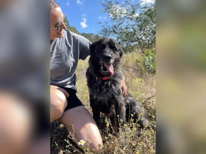 Julia (Spanien) – von der Straße bereit für ihr Zuhause