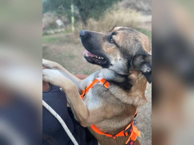 Gio (Spanien) – sanfter, loyaler Gefährte mit tollem Charakter