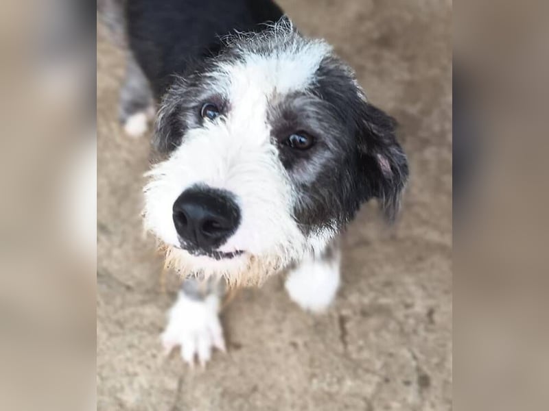 Maxi Junior (Spanien) – aktiver Junghund sucht geduldige, sportliche Familie