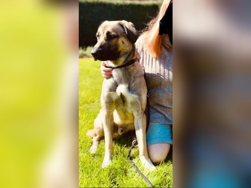 Anhänglicher junger Riese MYCROFT auf PS in PLZ 40591