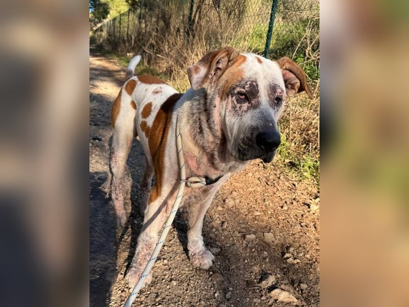 Ace (Spanien) – ein tapferer Kämpfer mit einem Herzen aus Gold