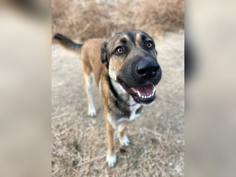 Gio (Spanien) – sanfter, loyaler Gefährte mit tollem Charakter