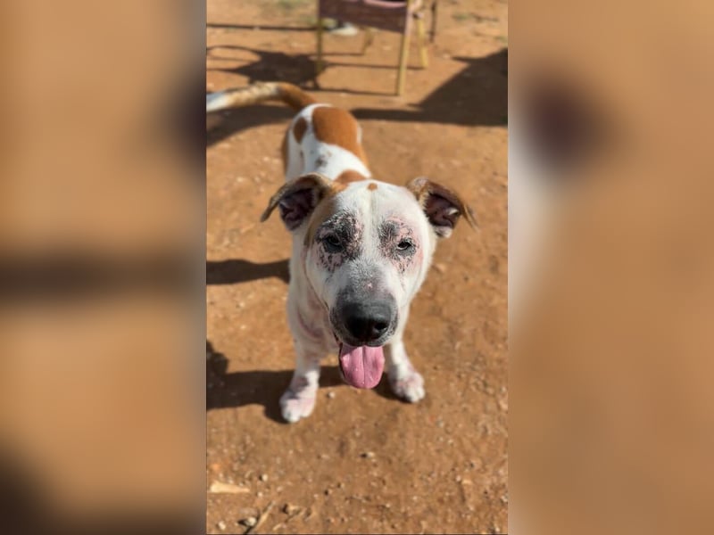 Ace (Spanien) – ein tapferer Kämpfer mit einem Herzen aus Gold