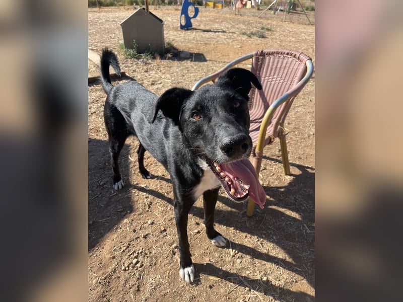 Luffy (Spanien) – ein sanfter Riese sucht sein Stück Vertrauen und Geborgenheit