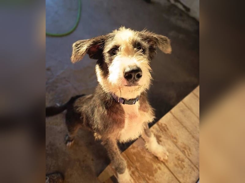 Maxi Junior (Spanien) – aktiver Junghund sucht geduldige, sportliche Familie