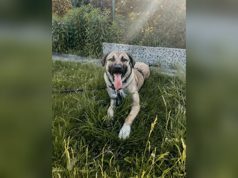 Anhänglicher junger Riese MYCROFT auf PS in PLZ 40591