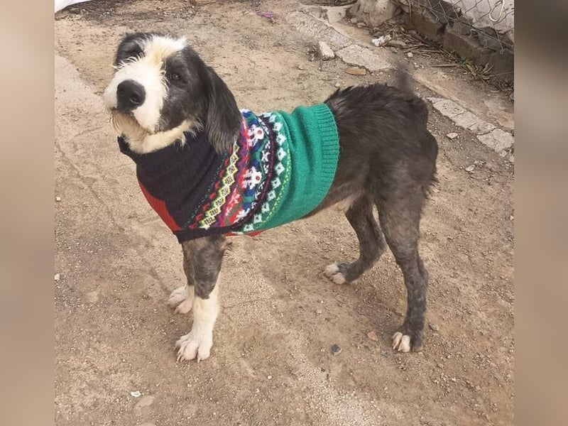 Maxi Junior (Spanien) – aktiver Junghund sucht geduldige, sportliche Familie