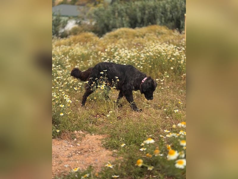 Julia (Spanien) – von der Straße bereit für ihr Zuhause
