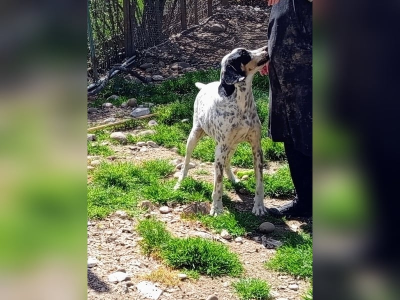 Herbie, Traumhund sucht Seelen-Menschen