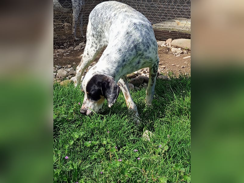 Herbie, Traumhund sucht Seelen-Menschen