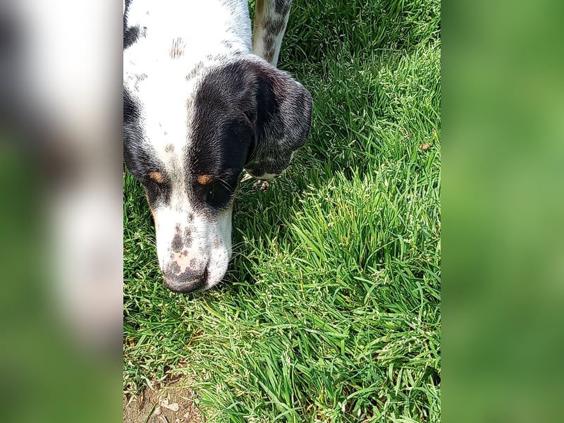 Herbie, Traumhund sucht Seelen-Menschen