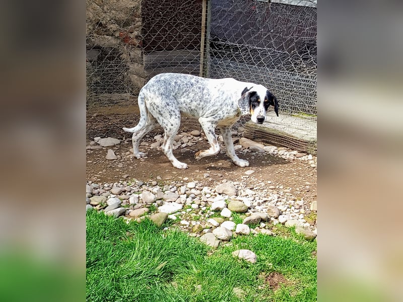 Herbie, Traumhund sucht Seelen-Menschen