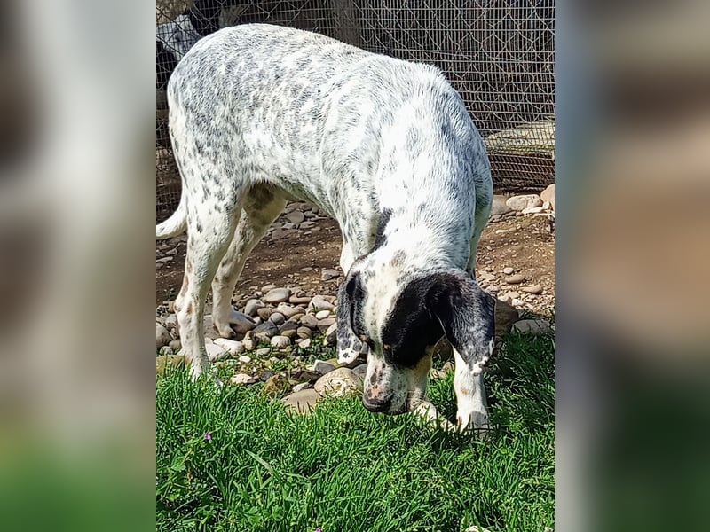 Herbie, Traumhund sucht Seelen-Menschen