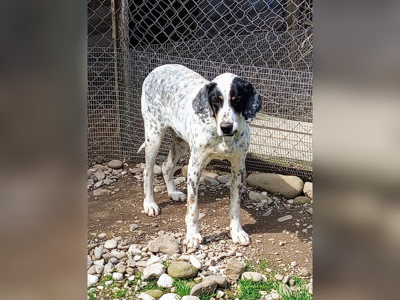 Herbie, Traumhund sucht Seelen-Menschen
