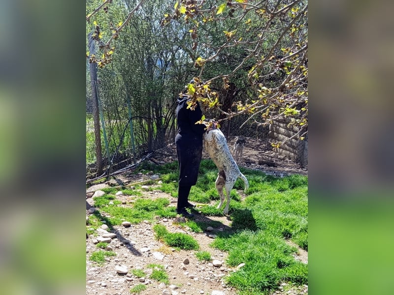 Herbie, Traumhund sucht Seelen-Menschen
