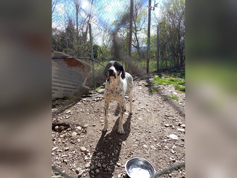 Herbie, Traumhund sucht Seelen-Menschen