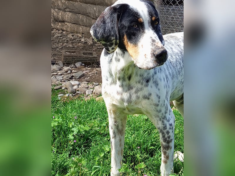 Herbie, Traumhund sucht Seelen-Menschen