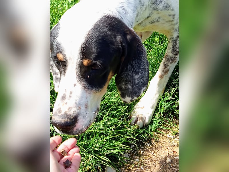 Herbie, Traumhund sucht Seelen-Menschen