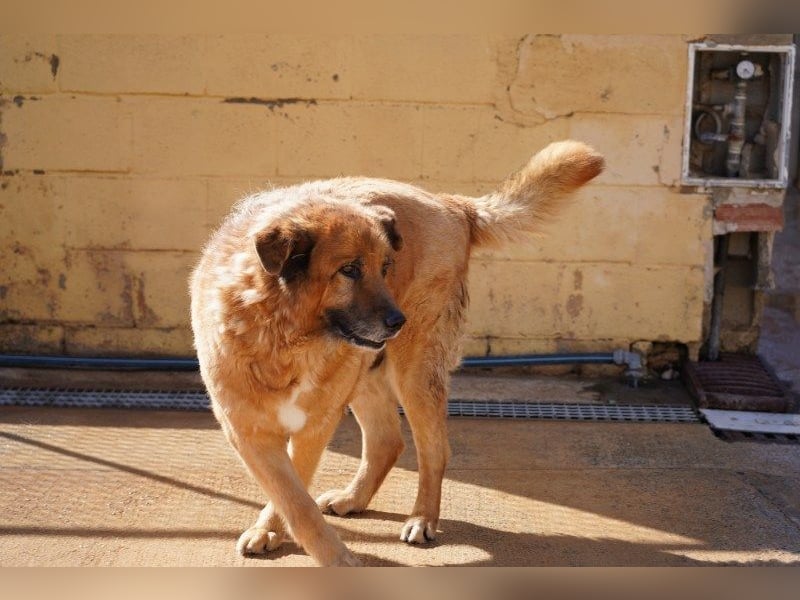 Toby ein Teddybär auf vier Pfoten