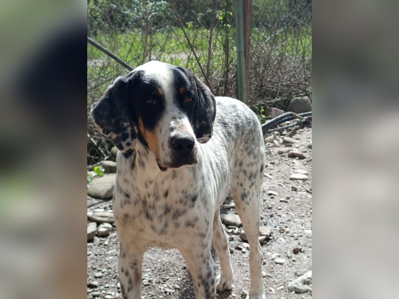 Herbie, Traumhund sucht Seelen-Menschen
