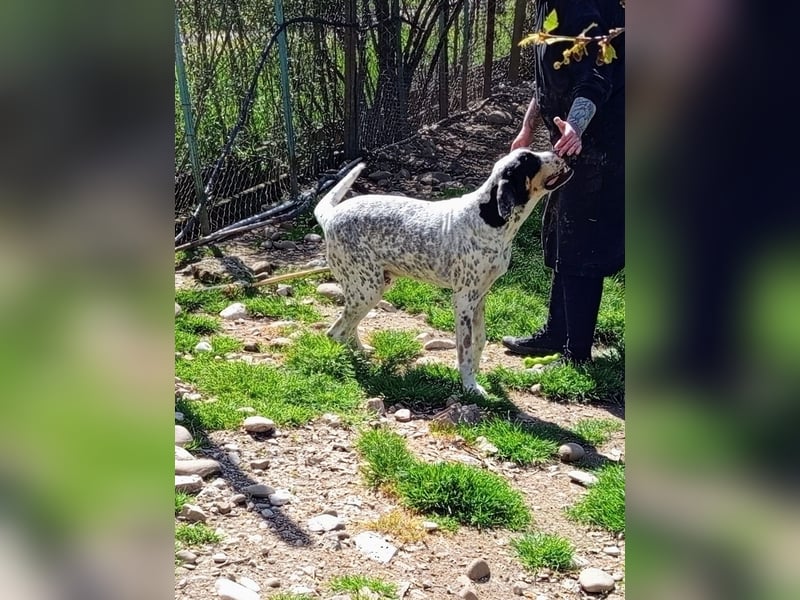 Herbie, Traumhund sucht Seelen-Menschen