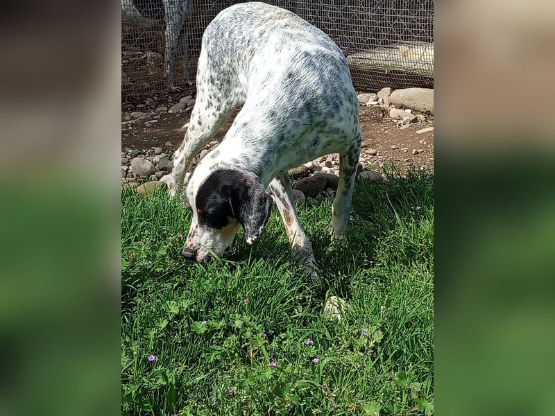 Herbie, Traumhund sucht Seelen-Menschen