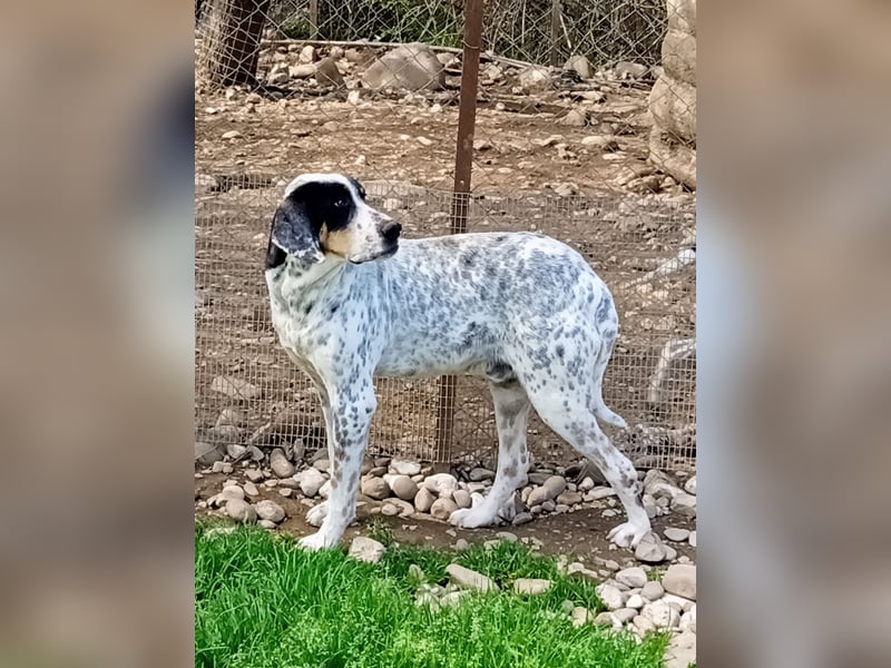 Herbie, Traumhund sucht Seelen-Menschen