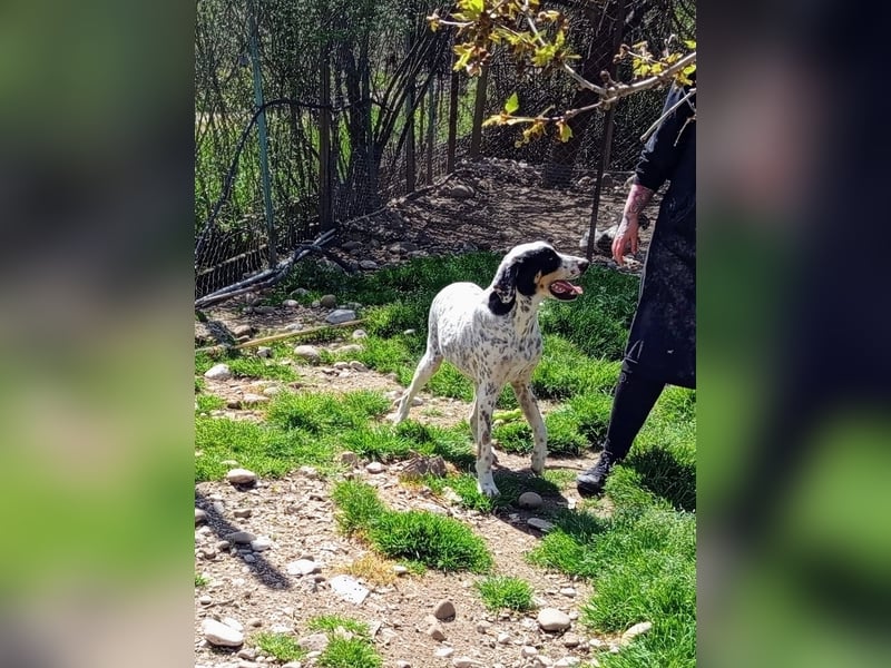 Herbie, Traumhund sucht Seelen-Menschen