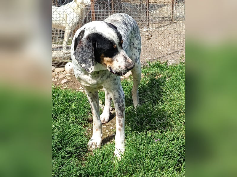 Herbie, Traumhund sucht Seelen-Menschen