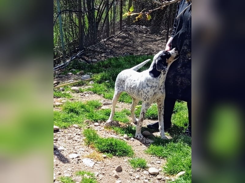 Herbie, Traumhund sucht Seelen-Menschen